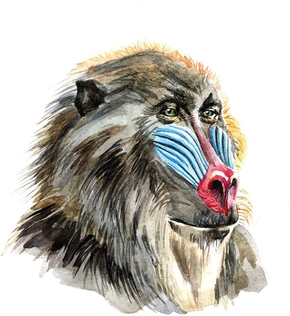 Amazon Atozstudio ライオンキング 保育園 アートポスター4枚セット シンバ ラフィキ ウォールアート 子供部屋プリント ホームデコ 水彩画 パーティーデコレーション ベビーシャワー ウォールステッカー オンライン通販