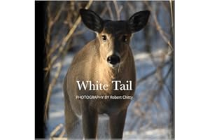 White Tail