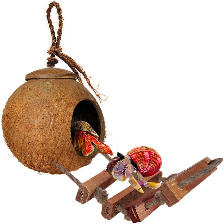 Which Is The Best Hermit Crab Ladder