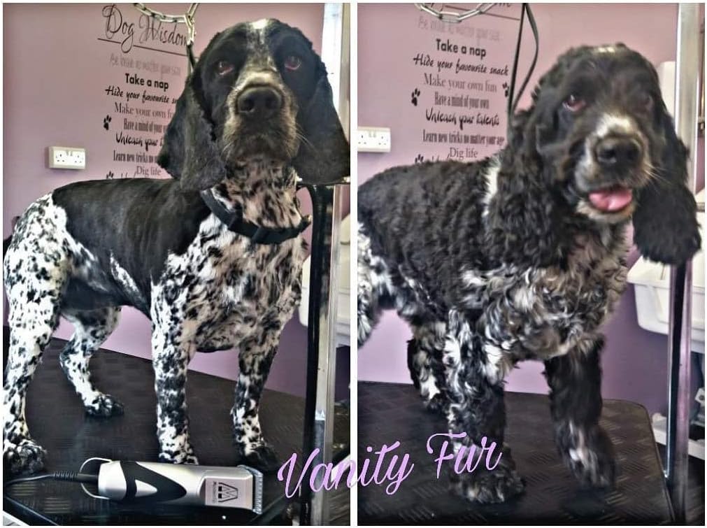 best clippers for cocker spaniel uk