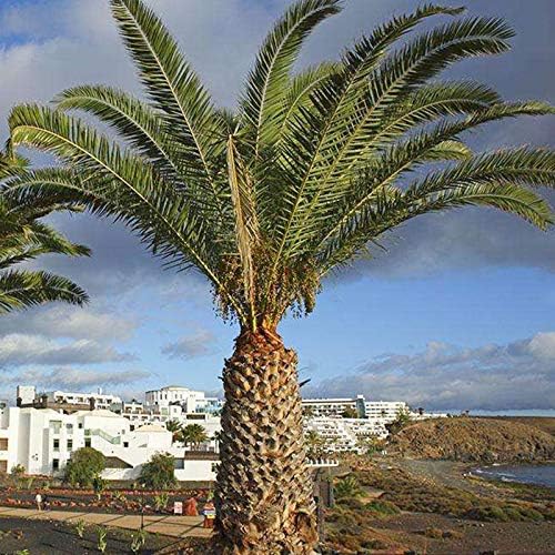 Canary Island Date Palm Tree Seeds 20 pcs Premium Quality Tree Seeds, Exotic Palm Tree, 80% Germination
