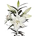 Easy to Grow Lilium Oriental Lily 'Casa Blanca' Plant Bulbs (3 Pack) - Fragrant White Flowering Blooms in Summer Gardens