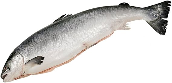 Whole salmon for sale Clearance