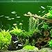 WinnerEco Rockery Mountain Aquarium Ornament Hiding Cave Landscape Decoration for Fish Tank … (Style D)