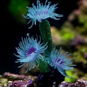 Danmu 1Pc of Polyresin and Silicone Coral Ornaments, Aquarium Coral Decor for Fish Tank Aquarium Decoration 1 1/3
