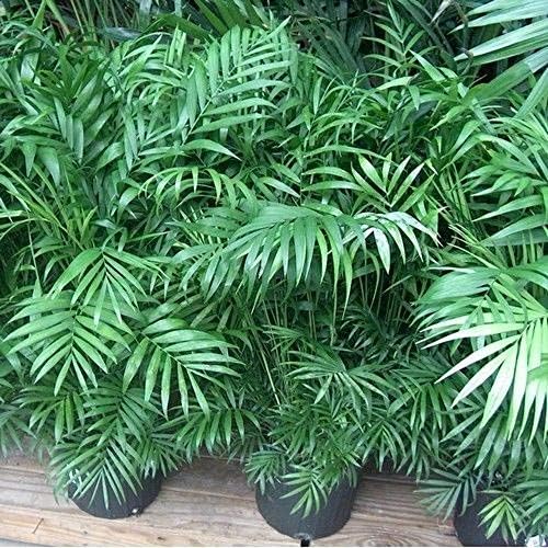 10 Parlor Palm Tree Seeds (Chamaedorea elegans) Seeds A2