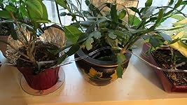 Review Image by Lee K. Lee K.