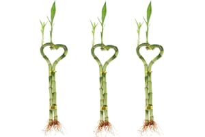 Betterdecor-3 Pairs (3 Pieces) of 6 Inches Heart-shaped Lucky Bamboo for Gift and Fengshui