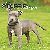 Amazon Com Pitbull Calendar 22 Staffordshire Bull Terrier Calendar Dog Breed Calendar Wall Calendar 21 22 Office Products