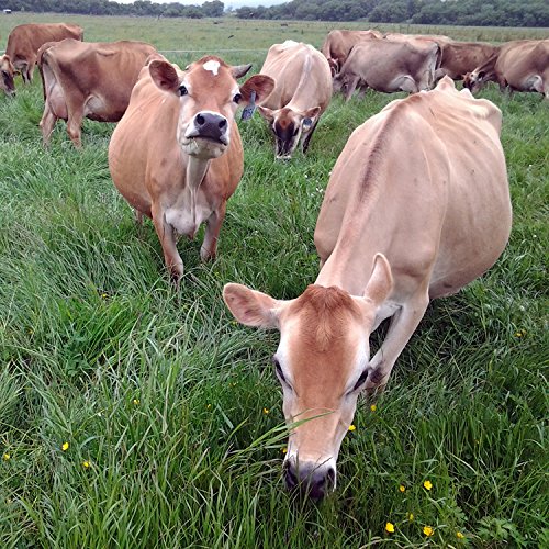 Raw Grass Fed Whey Happy Healthy Cows, COLD PROCESSED Undenatured 100