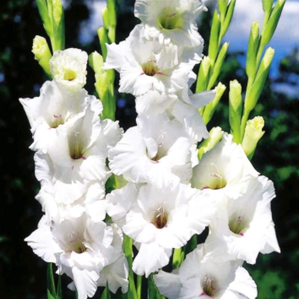 10 x Gladioli White Prosperity- Pure White Flowers for a Showy Display-Great Addition to The Vase- for Your Lovely Summer Garden