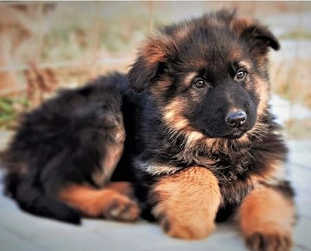 Bricolage Peinture De Diamants Animaux Chien Cub Berger