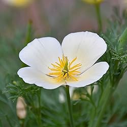 Eden Brothers California Poppy Seeds - White Linen