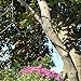 Hanging Chain, 35 Inch, Black, For Bird Feeders, Planters, Fixtures, Lanterns, Suet Baskets, Wind Chimes and More! Outdoor / Indoor Use…