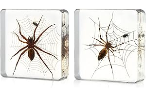 ABURRORI 2 Style Taxidermy Spider Insect in Resin, Real Spider Animal Specimen Taxidermy Animal Bugs Preserved in Resin Collection Paperweights for Science Education Desk Decor