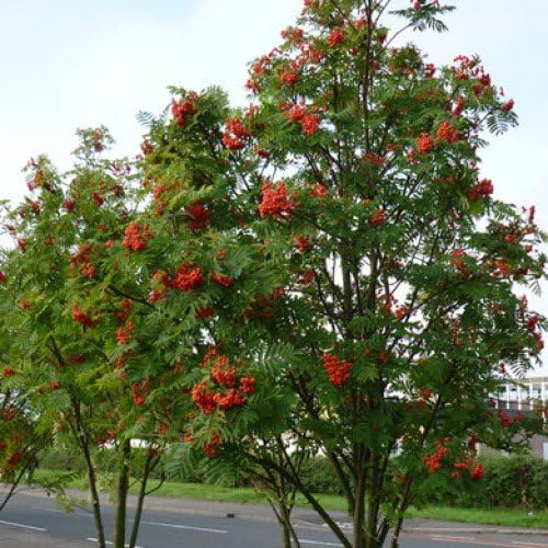 1 x Sorbus Aucuparia Rowan Mountain Ash Bareroot Tree 56ft (a178) Amazon.co.uk Garden