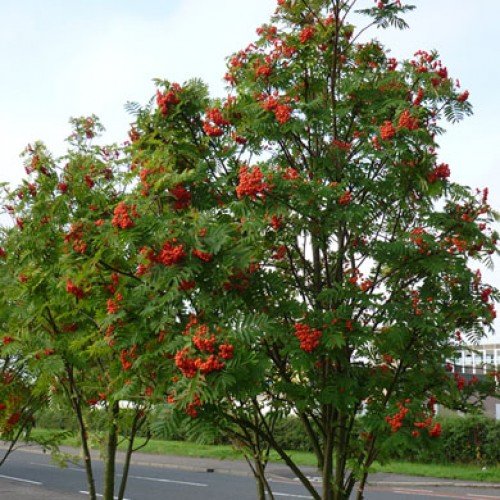 1 x Sorbus Aucuparia Rowan Mountain Ash Bareroot Tree 56ft (a178
