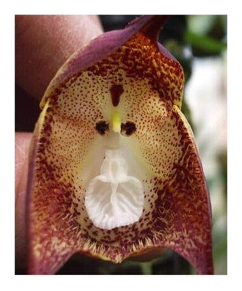Exotic Plants Orchid Monkey Face Purple Dots
