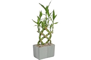 Costa Farms Lucky Bamboo Plant, Easy to Grow Live Houseplant in Indoor Bamboo Pot, Potting Mix, Grower's Choice, Birthday Gift, Home, Office, Plant Shelf Zen Room Decor, 12-Inches Tall
