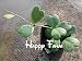 Flower seeds 20pcs/bag Hoya kerrii seeds (December orchid) Home Garden Supplies Bonsai