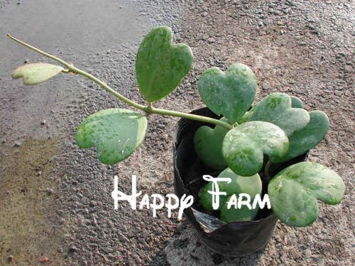 Flower seeds 20pcs/bag Hoya kerrii seeds (December orchid) Home Garden Supplies Bonsai