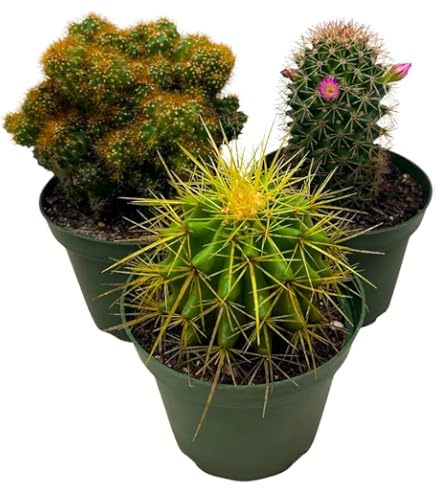Amazon.com : Shop Succulents | Cool Cactus Collection of