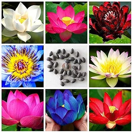 NooElec Seeds India SEEDVILLE Lotus Flower Seeds All Mix Colors Growing Lotus Brings Positive Vibrations According To Vaastu Shastra (Pack of 15 Seeds)