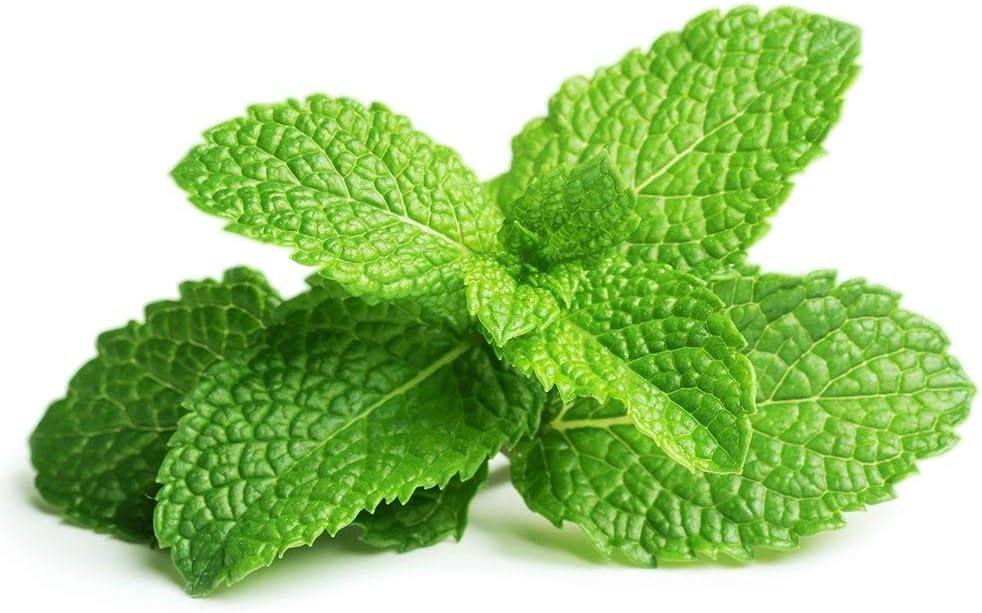 Click & Grow Smart Garden Peppermint Plant Pods 3 Pack: Amazon.es ...