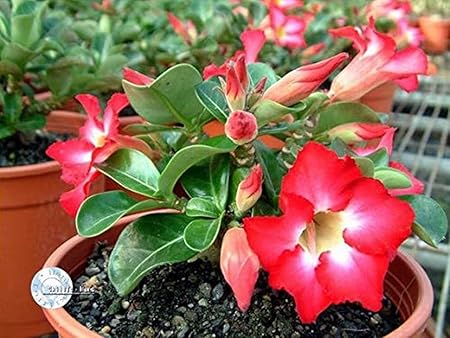 Creative Farmer Bonsai Live Plant Adenium Obesum Miniature Plants For Garden (Desert Rose) Impala Lily Home Ornamental (1 Live Bonsai Plant) (PLANT-93-ADENIUM873ll@)
