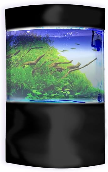 small bow front aquarium