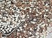 Beading Station 1440pcs Flat Back Rhinestones Round Brilliant 14 Cut 3mm - 10ss Champagne