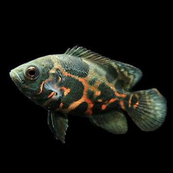 Amazon 熱帯魚 タイガーオスカー 約4cm 1匹 生体 観賞魚 水中生物 通販