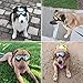 PETLESO Dog Goggles Large Breed, Large Dog Sunglasses Eye Protection for Dogs Windproof Goggles for Medium Large Dog Riding Biking Driving, Black