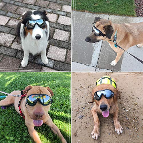 rays protection dogs