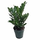 Rare ZZ Plant-Zamioculcas zamiifolia - Easy to Grow House Plant - 4" Pot