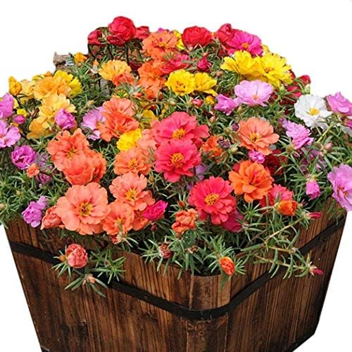 Dreamall Seeds 10000pcs Rare Portulaca Grandiflora Seeds Bonsai Planting Flower Home Garden Flowers