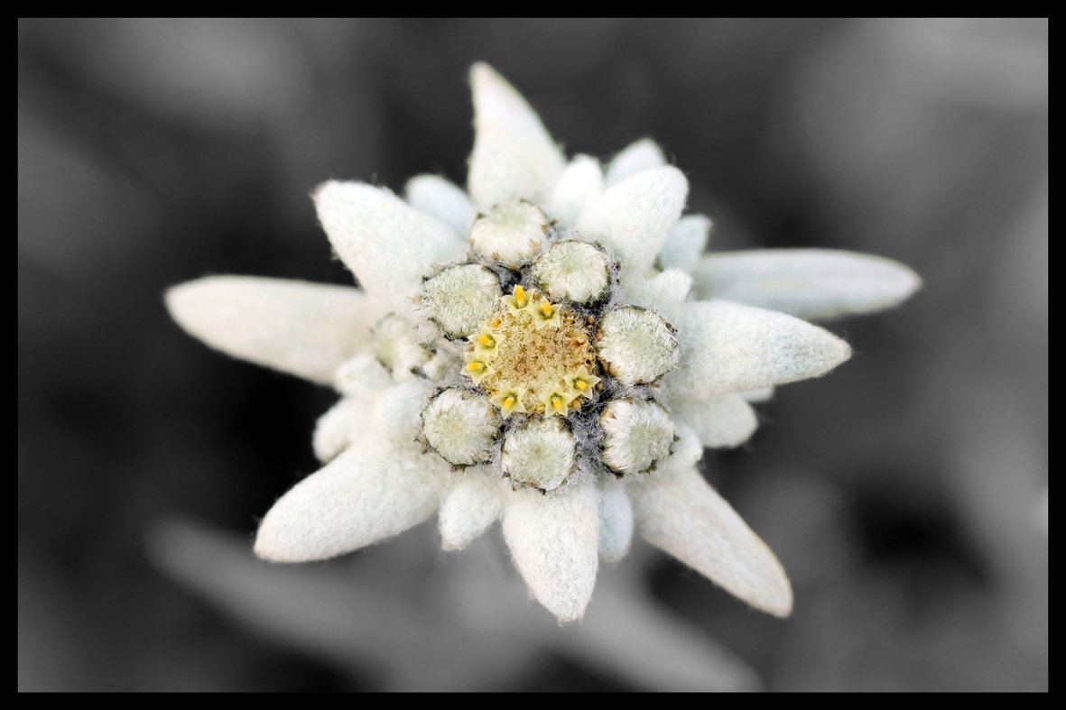 Digital Republic.Com 40059 Polyamide PVC Door Mat, Phthalate-Free