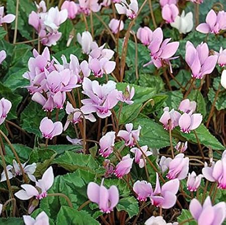Herbst Alpenveilchen Cyclamen Hederifolium Amazon De Garten