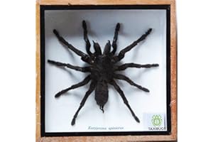 Taxibugs Real EURYPEIMA SPINCRUS Tarantula Spider Taxidermy Boxed Insect Display