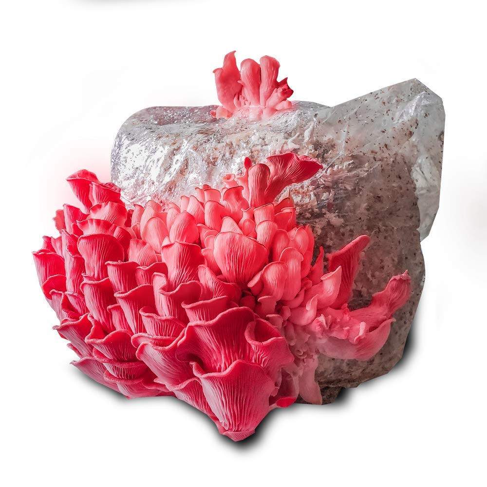 Detroit Mushroom Company Kit para Hacer Crecer Tus propias Setas ...