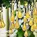 Lalapao Christmas Lights 2 Pack 30 LED Solar String Lights Water Drop Xmas Fairy String Outdoor Decorations Waterproof Home Decor Light Perfect for Tree Indoor Patio Garden Party Wedding (Warm White)…