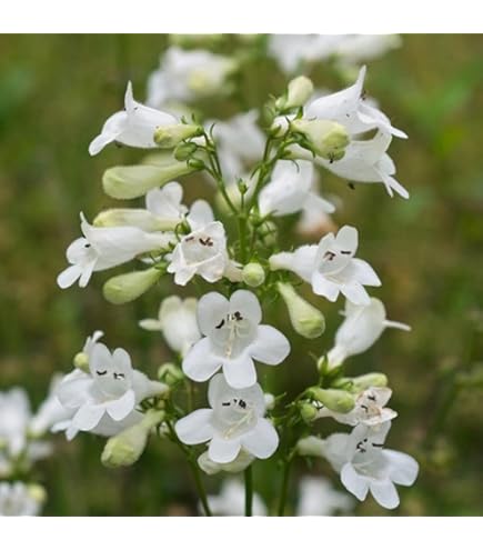 Amazon.com : Foxglove Beardtongue Seeds - Penstemon Digitalis, Non