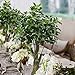 GTidea 3.3 Feet Artificial Fortune Tree Silk Plants Real Touch Soft Lush Leaves Home Office Arrangements Indoor Outside Greenery Decor