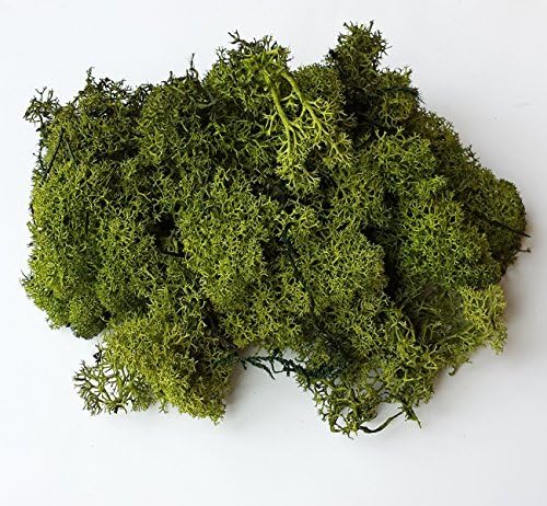 Dried Preserved Finland Moss 50g Pack - Green by Becky Janes