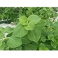 Cuban Oregano Plant 1 Live Plant, Mexican Mint Herb, Spanish Thyme Rooted Cutting, Coleus Amboinicus by Exotic Succulent Collection