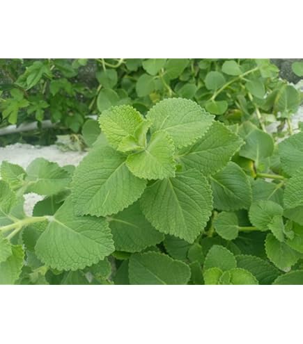thumbnail image 2 of Organic Cuban Oregano Live Plant - Well Rooted, 7-9 Inches, Indoor/Outdoor Herb 2 of 6