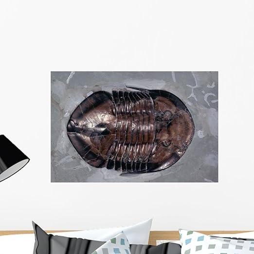 Amazon Ordovician Isotelus Gigas三葉虫壁壁画by Wallmonkeys Peel And Stickグラフィックwm0503 24 W X 16 H Medium Cor 24 ウォールステッカー オンライン通販
