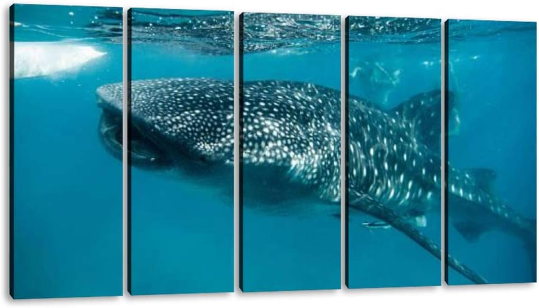 KiiAmy 5 Panels Art Wall Decor Whale Shark Feeding in oslob Philippines Whale Shark Stock Artwork Modern Canvas Prints Office Bedroom Home Decor Framed Painting Ready to Hang (60''Wx32''H)