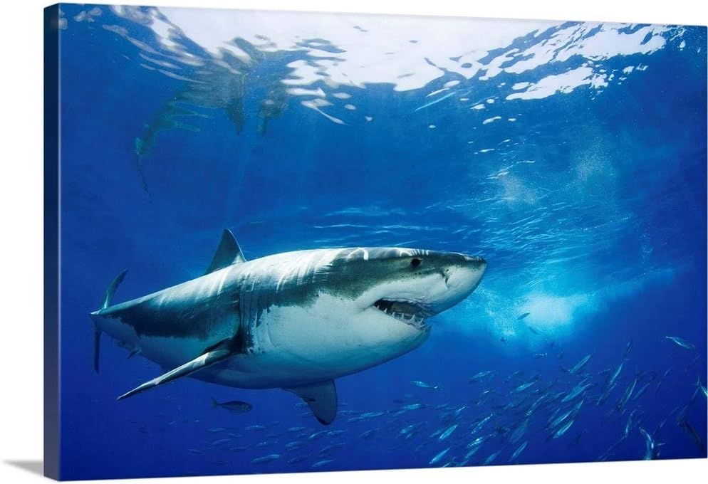 Mexico, Guadalupe Island, Great White Shark (Carcharodon Carcharias) Canvas Wall Art Print, 24".