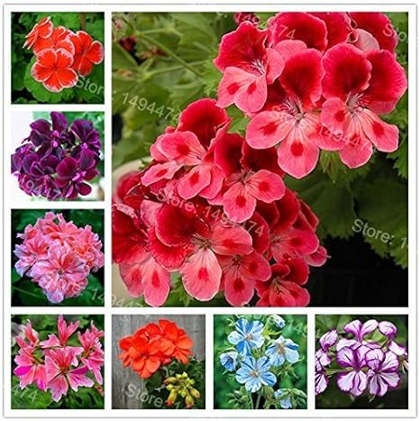 Amazon Co Jp Swansgreen 0pcsの バッグレアゼラニウムの種混合色盆栽花の種appleblossomローズバッドペラルゴニウム多年生の花の種 ホーム キッチン